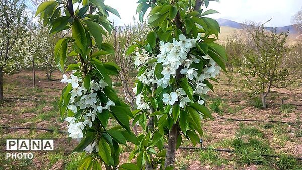 رویش شکوفه ها در روستای عیش آباد