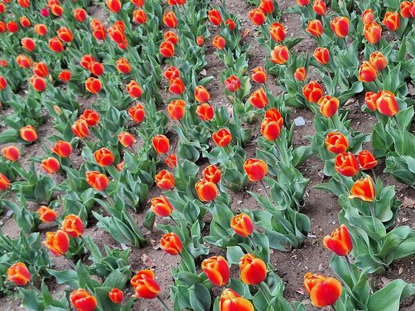 حال و هوای جشنواره  لاله‌های کرج 