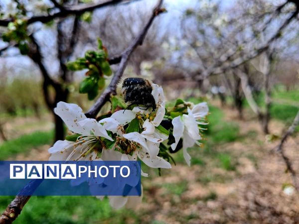زیبایی های طبیعی شهرستان پاوه به روایت تصویر