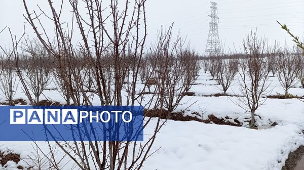 مناظر زیبای باغات روستای بوژمهران پس از بارش برف بهاری ۲۰ سانتیمتری 