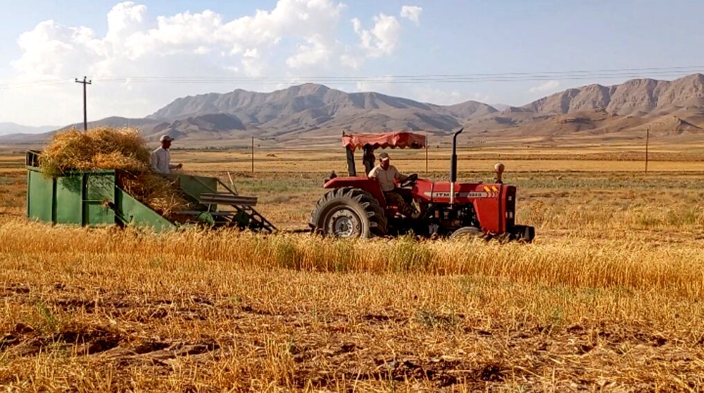 برداشت گندم در روستای گزکوه