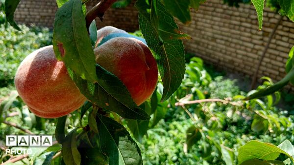 نقشِ رنگ بر پهنه خاک؛ از دلِ طبیعتِ کمری