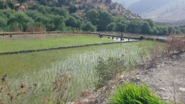 کاشت برنج در روستای بیدله 
