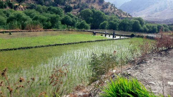 کاشت برنج در روستای بیدله 
