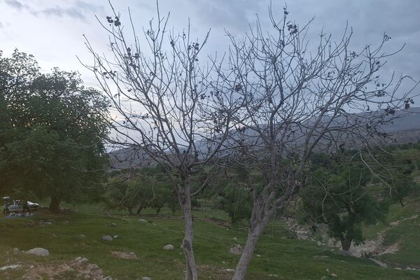 قبرستانی تاریخی و سرسبز به قدمت چند صد ساله در فارس