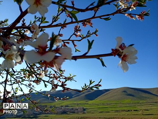 بهار با عطر شکوفه‌ها، دفتری از زندگی تازه می‌گشاید