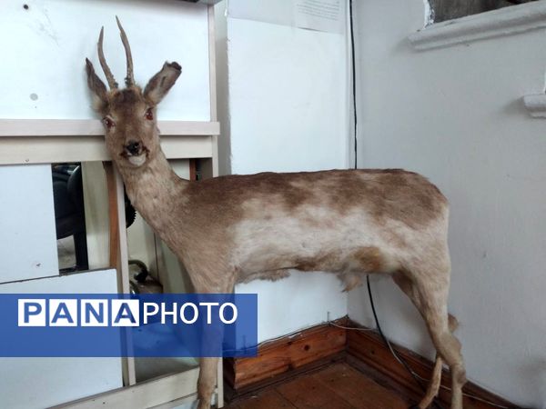 موزه تاریخ آمل راوی سرگذشت شهر