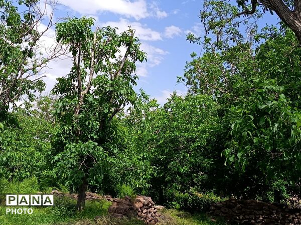 طبیعت در دل روستای برزنون،حال و هوای این دیار از قاب پانا