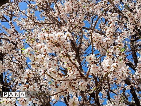 رویش شکوفه های امید در فصل بهار روستای برزنون 