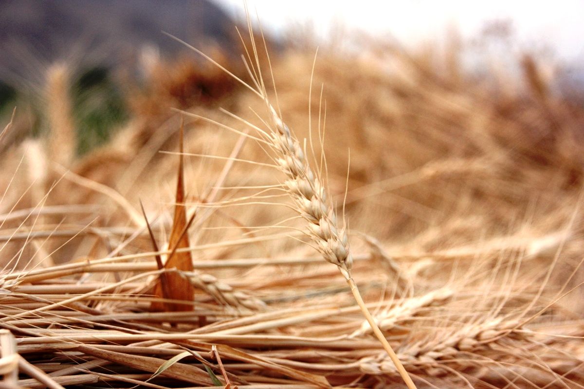 انتقال تولید گندم به اراضی دیم تا 5 سال آینده