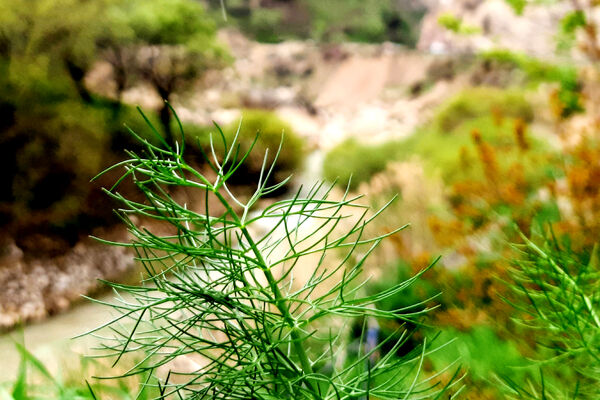 طبیعت دِراز‌رود؛ زیباترین تابلوی سبز لردگان