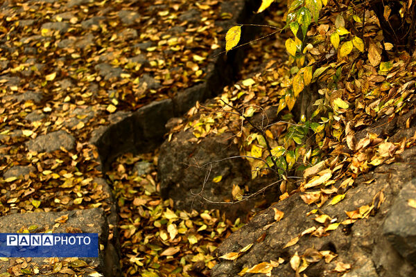 پاییز خیال انگیز در پارک جمشیدیه