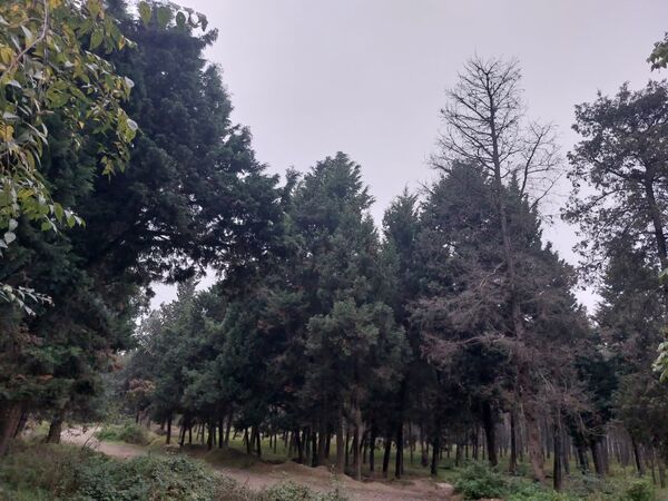 کردکوی، سرسبزترین شهرستان گلستان