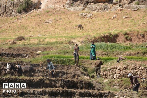 آغاز فصل تولکی در شالیزارهای روستای پلبریده