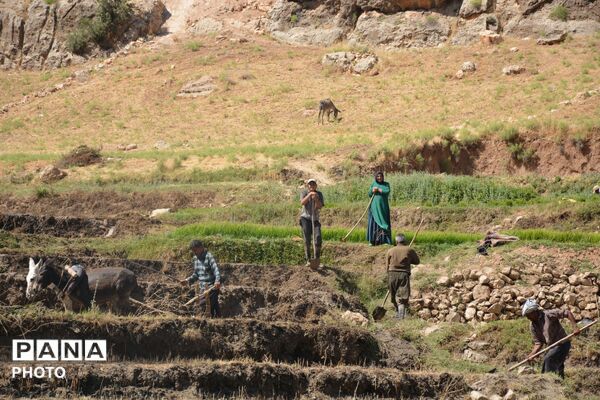 آغاز فصل تولکی در شالیزارهای روستای پلبریده