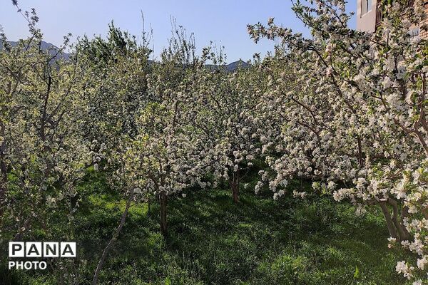 آلبوم تصویری از طبیعت زیبای شهر بار در اردیبهشت‌ماه  ۱۴۰۵ -1