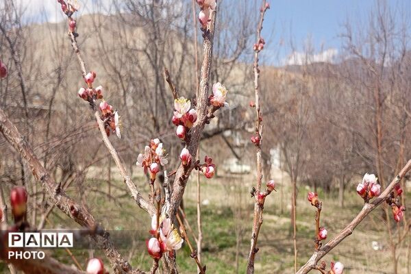 اولین شکوفه های بهاری در شهر بار نیشابور