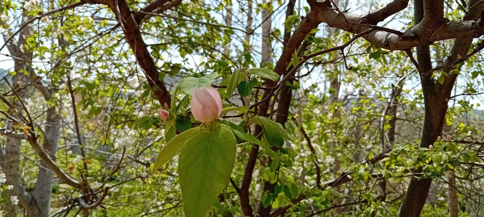 شکوفه‌های بهاری در شهرستان سملقان