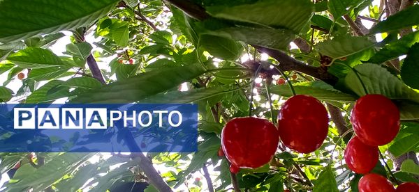 آغاز فصل چیدن؛ باغ‌های جلگه رخ میزبان میوه‌های تابستانی 