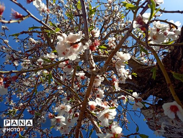 بهار با عطر شکوفه‌ها، دفتری از زندگی تازه می‌گشاید