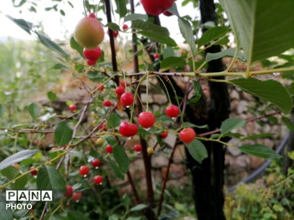 بارش شدید باران در اواخر خرداد ماه در شهر بار 
