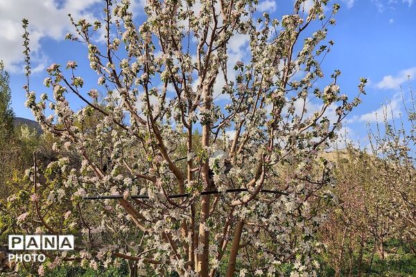 آلبوم تصویری از طبیعت زیبای شهر بار در اردیبهشت‌ماه  ۱۴۰۵ -1