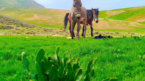 طبیعت بهاری، فرصتی برای سرزندگی روح 
