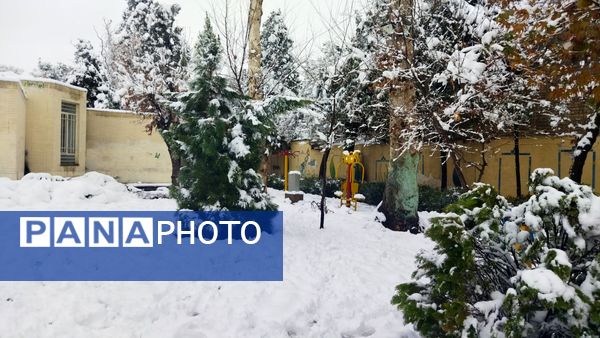 درختان طلایی ، سفید پوش شدند 