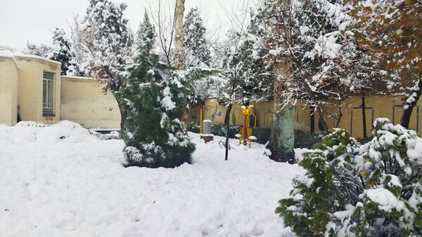 درختان طلایی ، سفید پوش شدند 