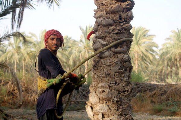 برداشت خرما در منطقه آبپخش