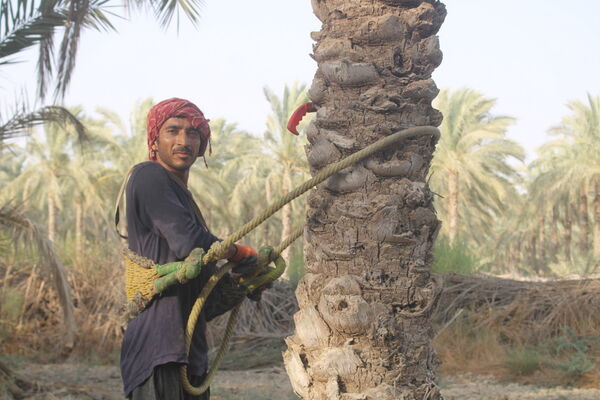برداشت خرما در منطقه آبپخش