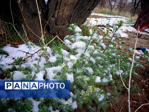 بارش برف بهاری در کوهسرخ