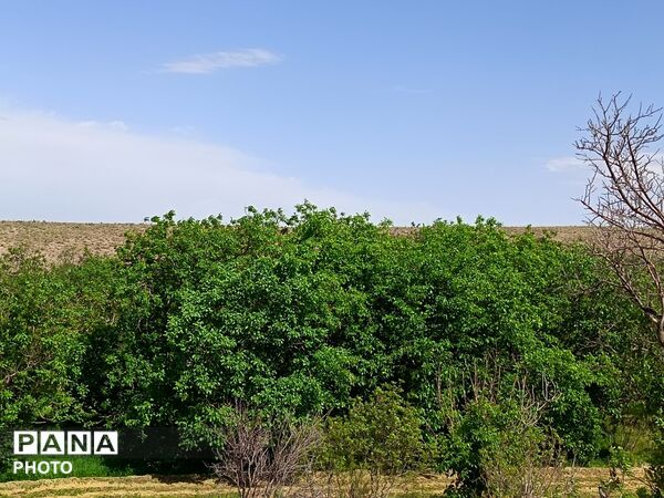 طبیعت در دل روستای برزنون،حال و هوای این دیار از قاب پانا