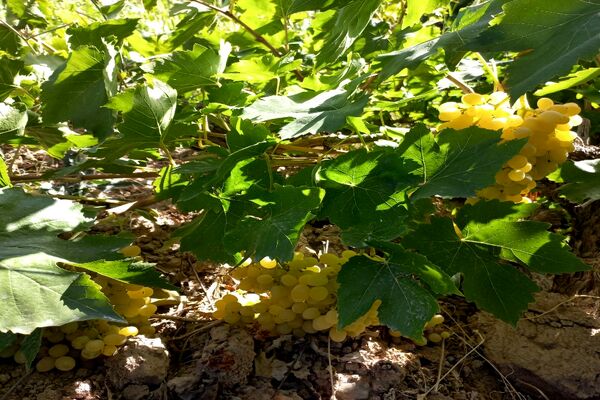 آغاز فصل برداشت انگور از باغات روستای گزکوه فاروج