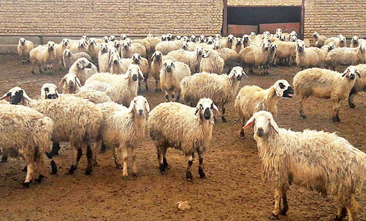 کاهش ۵۰ هزار تومانی قیمت دام زنده سبک نسبت به سال گذشته