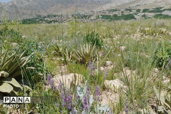 کوه های شهر بار ذخیره‌گاه گیاهان ارزشمند و کم نظیر دارویی 