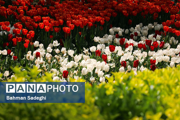 فصل لاله‌ها در بوستان باغ ایرانی