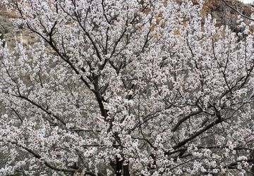 روز طبیعت در چهراز 