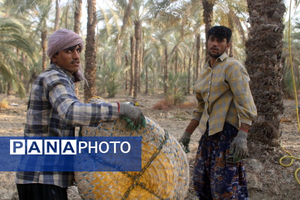 برداشت خرما در منطقه آبپخش