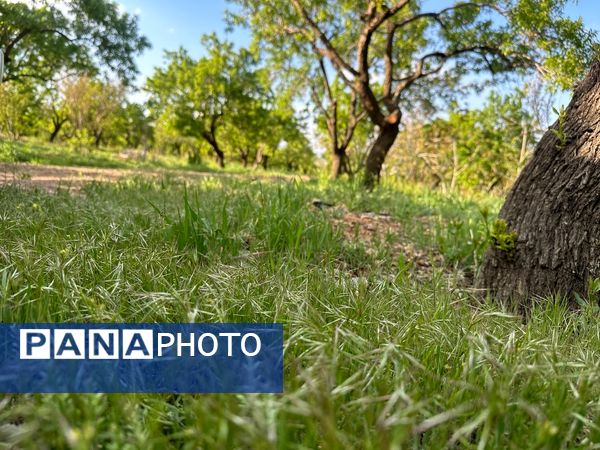 طبیعت هم با آمدن بهار زیبا شد 
