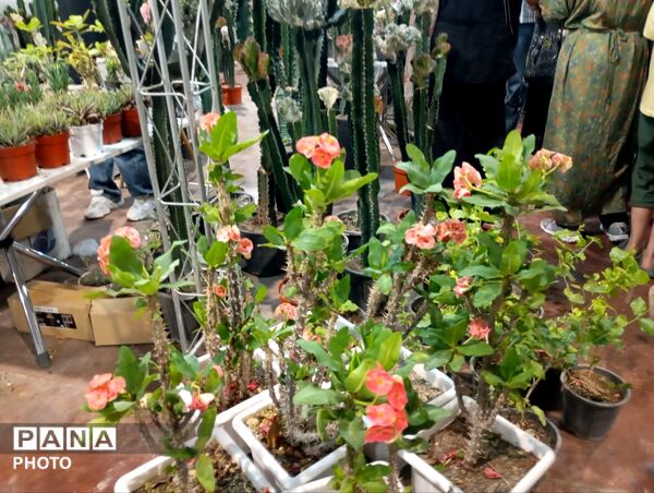 نمایشگاه گل و گیاه مشهد فرصتی برای دیدن زیبایی‌های طبیعت و خرید