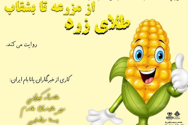 طلای زرد، از مزرعه تا بشقاب