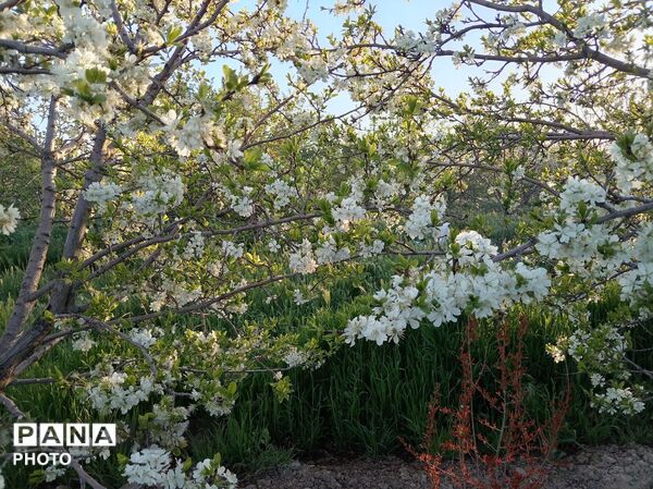 رویش شکوفه ها در روستای فرخ آباد