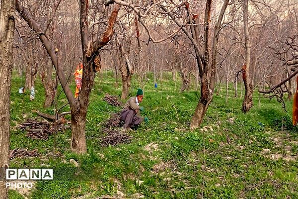 اولین شکوفه های بهاری در شهر بار نیشابور