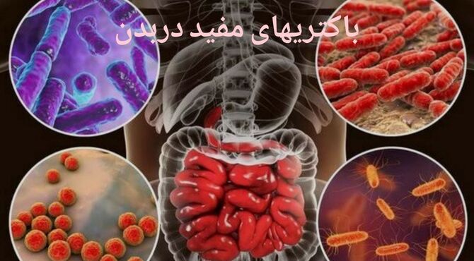 دنیای پنهان، هم‌نشینان کوچک و حیاتی ما