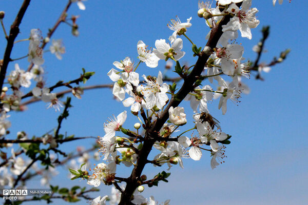 شکوفه‌های بهاری 