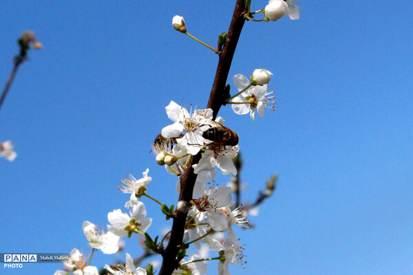 شکوفه‌های بهاری 