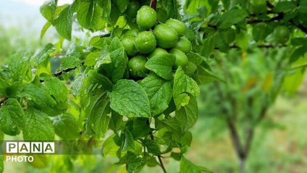 کوهدشت نگین سبز زاگرس