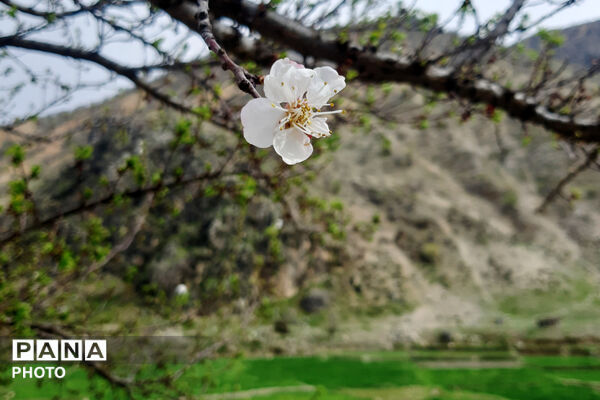 طبیعت روستای بیدله به هنگام بهار