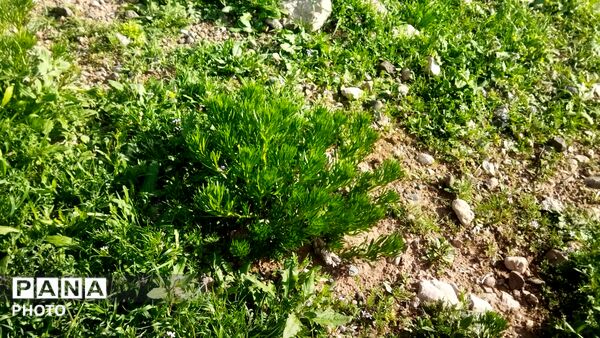 کوه های گچین میزبان بهار شدند 